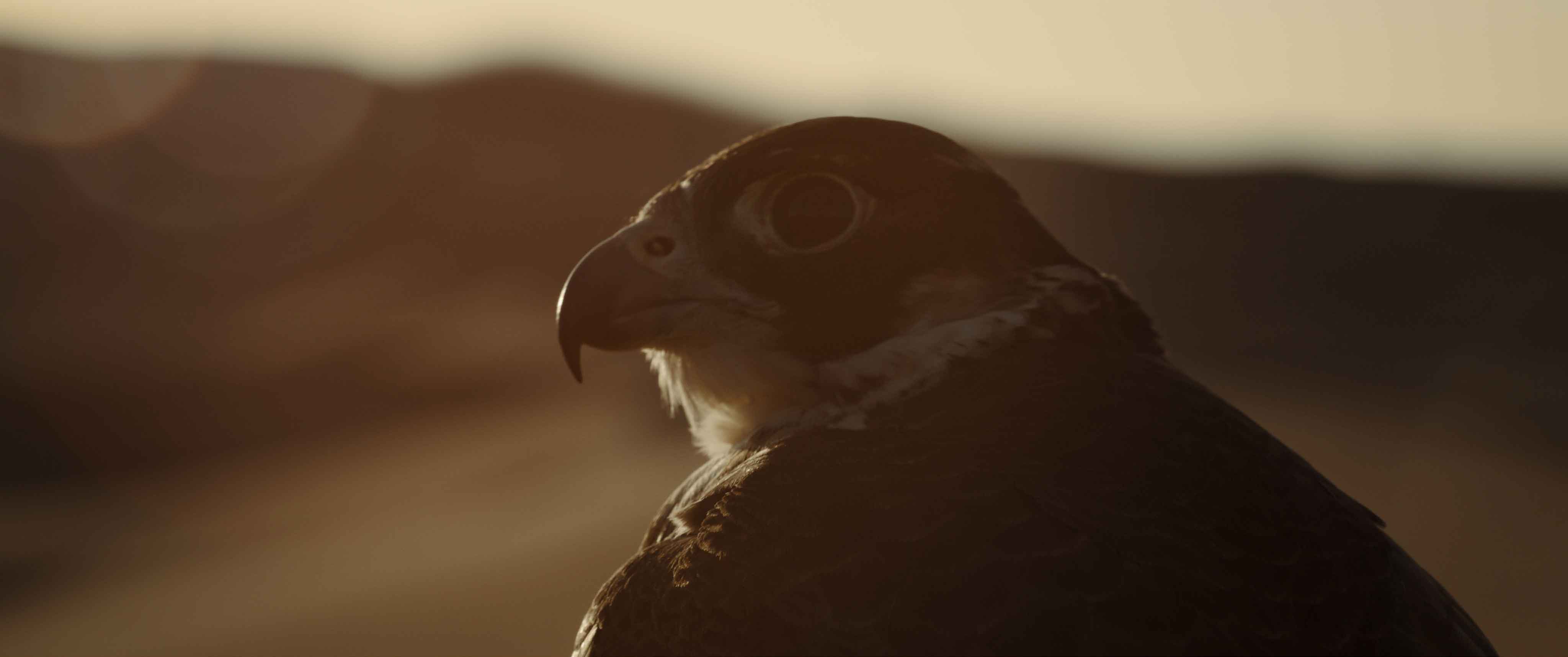 Close-up of a falcon in the Moroccan desert during sunset, symbolizing strength, heritage, and precision in Mercedes-Benz MENA Ramadan campaign directed by Farid Malki.
